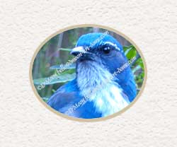 majestic blue bird