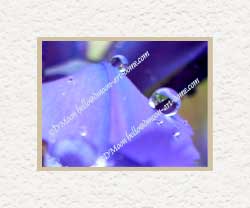 raindrops on purple iris