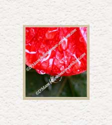 raindrops rolling from red flowers