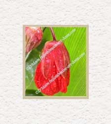 red flower leaning on green