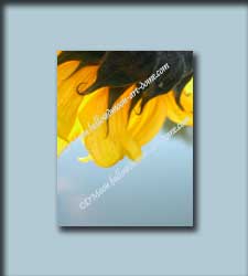 gold flower reaching to the water