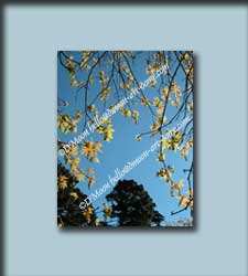 golden flower curtain