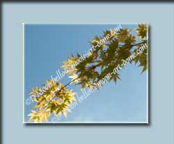 golden leaves in wind