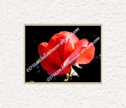 glowing red flower in dark