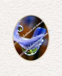 blue flower & raindrop