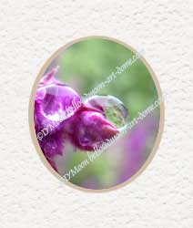 purple flower in rain