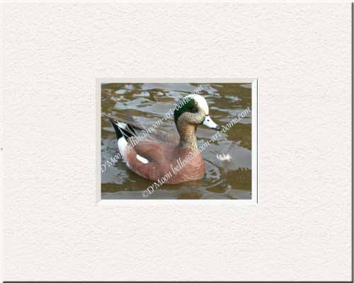 charming american wigeon