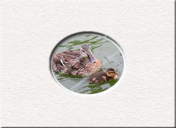 mallard mother and child