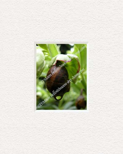 snail holding green raindrop