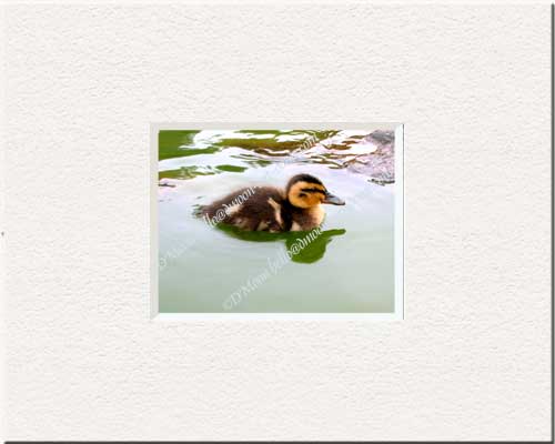 independent duckling