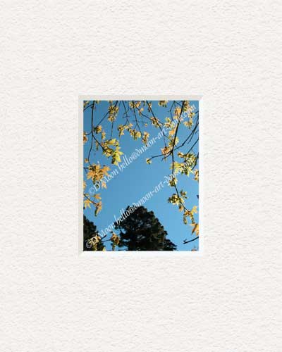 golden flower curtain