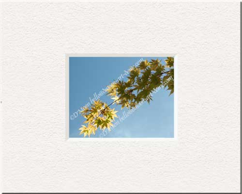 golden leaves in wind