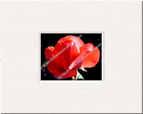 glowing red flower in dark