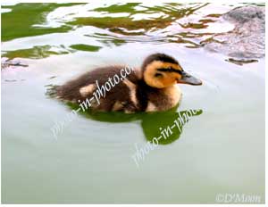 independent duckling