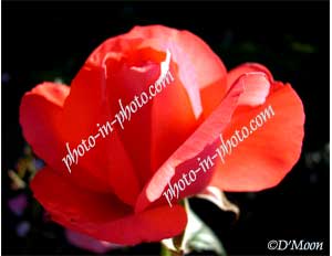 glowing red flower in dark